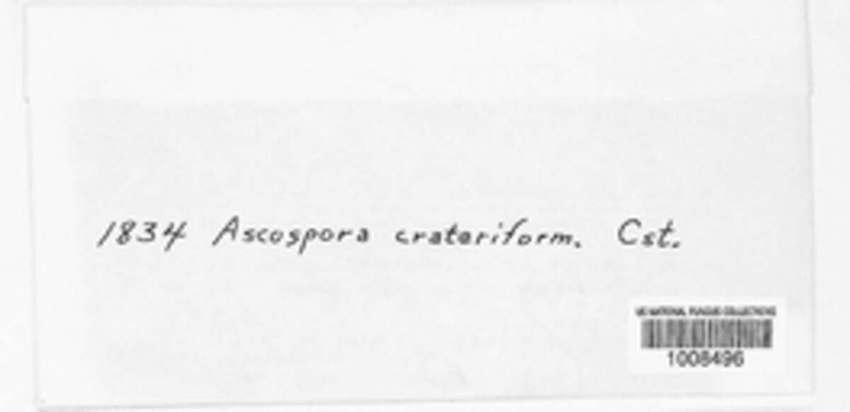Ascospora crateriformis image
